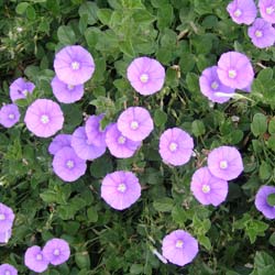 Liseron bleu de Mauritanie / Convolvulus mauritanicus